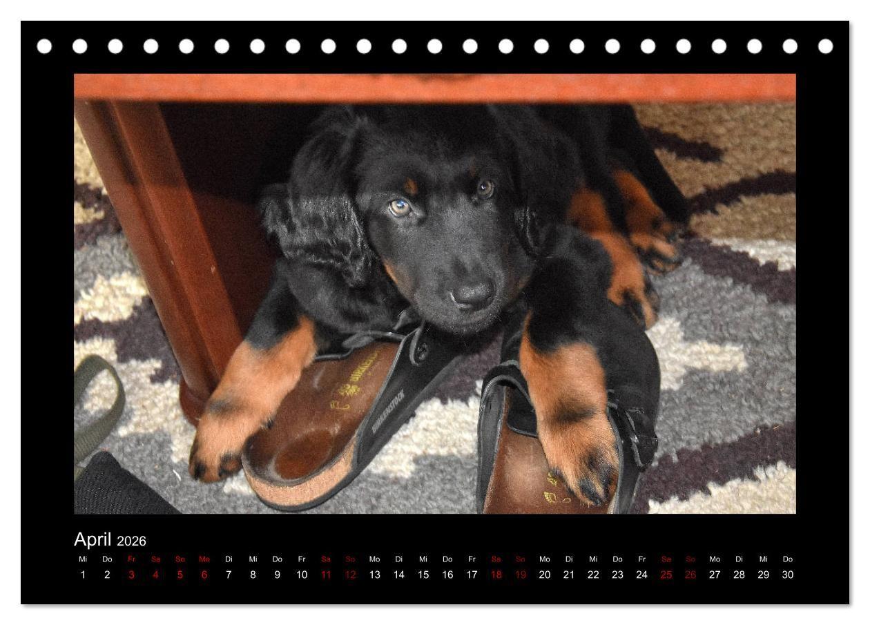 Beispielinhalt (Bild) Der Hovawart... Dein Freund fürs Leben ! (Tischkalender 2026 DIN A5 quer), CALVENDO Monatskalender