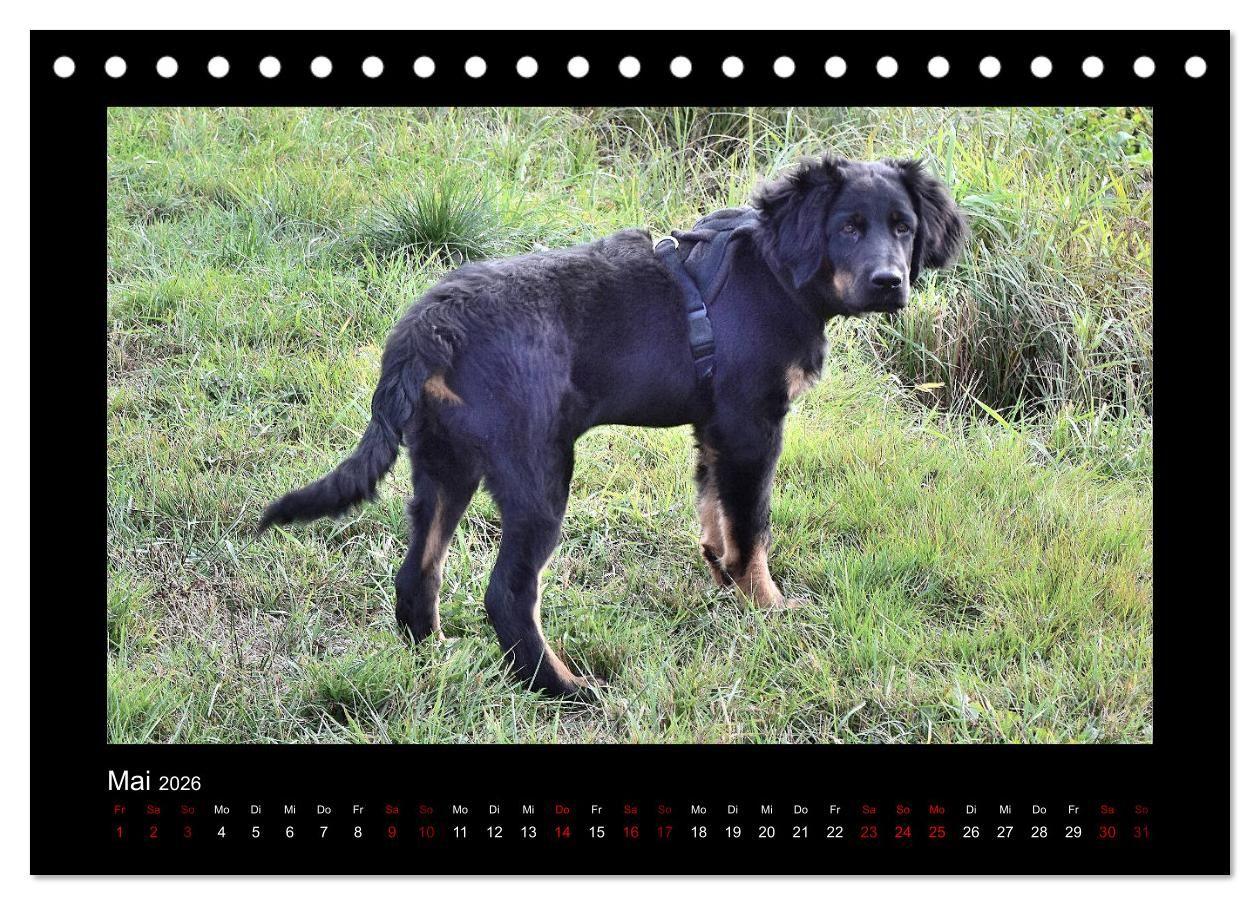 Beispielinhalt (Bild) Der Hovawart... Dein Freund fürs Leben ! (Tischkalender 2026 DIN A5 quer), CALVENDO Monatskalender