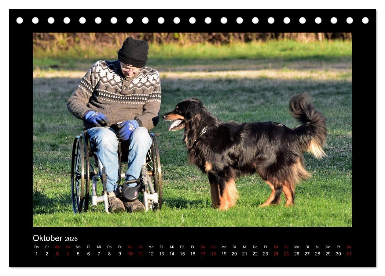 Beispielinhalt (Bild) Der Hovawart... Dein Freund fürs Leben ! (Tischkalender 2026 DIN A5 quer), CALVENDO Monatskalender