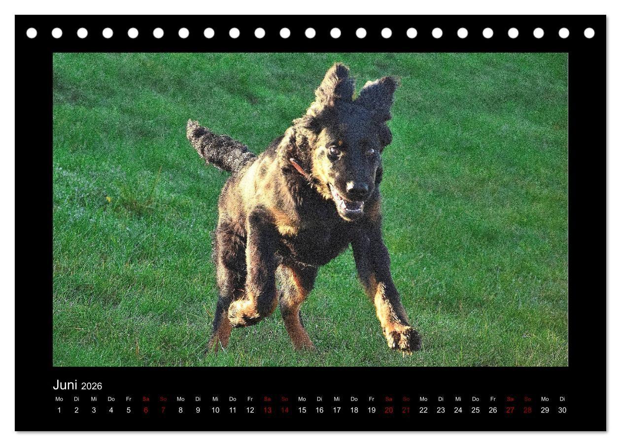 Beispielinhalt (Bild) Der Hovawart... Dein Freund fürs Leben ! (Tischkalender 2026 DIN A5 quer), CALVENDO Monatskalender
