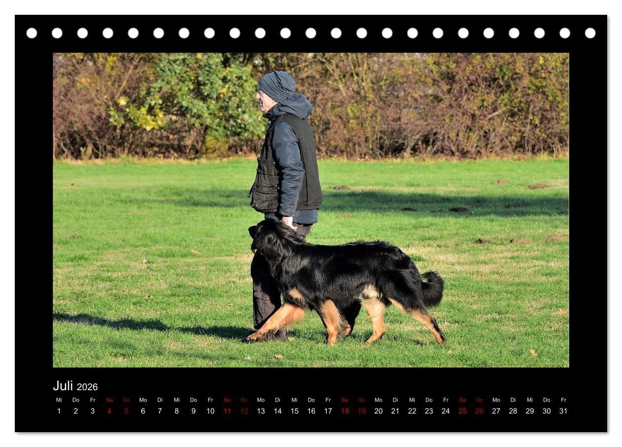 Beispielinhalt (Bild) Der Hovawart... Dein Freund fürs Leben ! (Tischkalender 2026 DIN A5 quer), CALVENDO Monatskalender