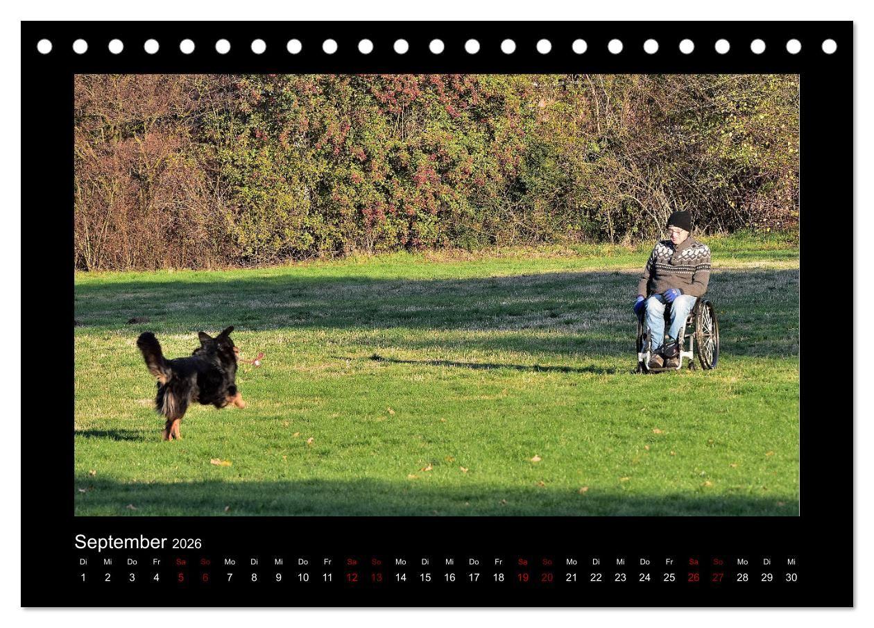 Beispielinhalt (Bild) Der Hovawart... Dein Freund fürs Leben ! (Tischkalender 2026 DIN A5 quer), CALVENDO Monatskalender