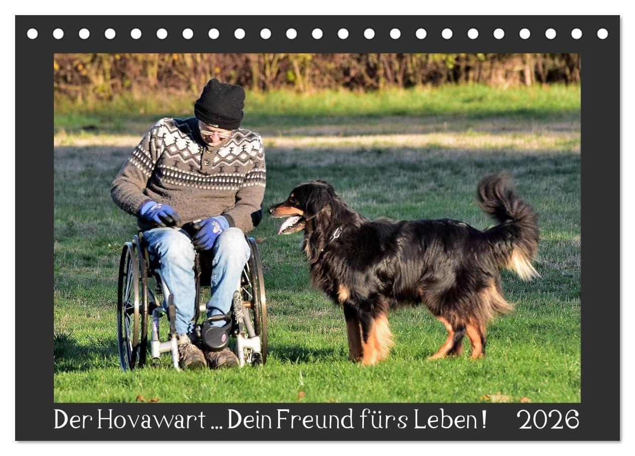 Vorderes Coverbild Der Hovawart... Dein Freund fürs Leben ! (Tischkalender 2026 DIN A5 quer), CALVENDO Monatskalender