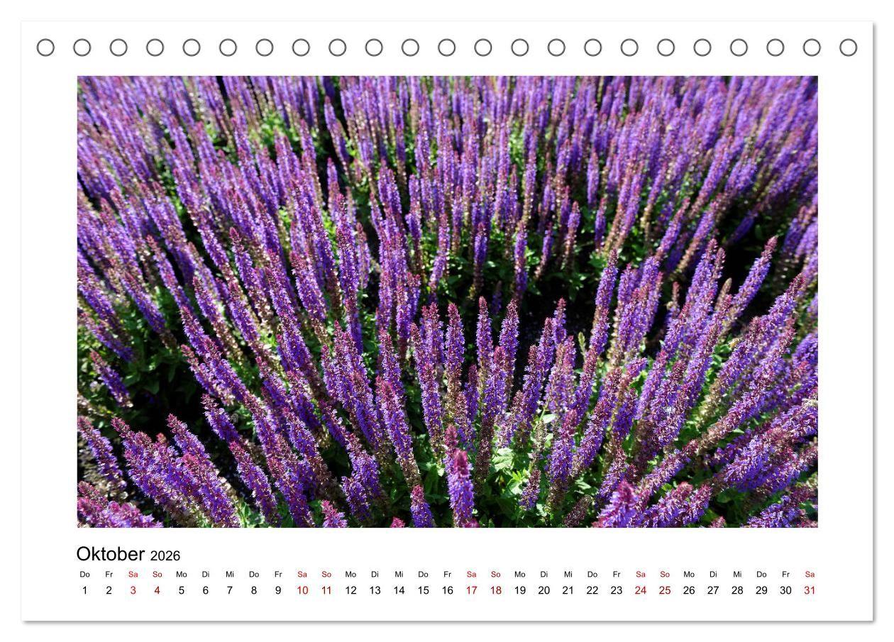 Beispielinhalt (Bild) Garten-Idylle 2026 (Tischkalender 2026 DIN A5 quer), CALVENDO Monatskalender