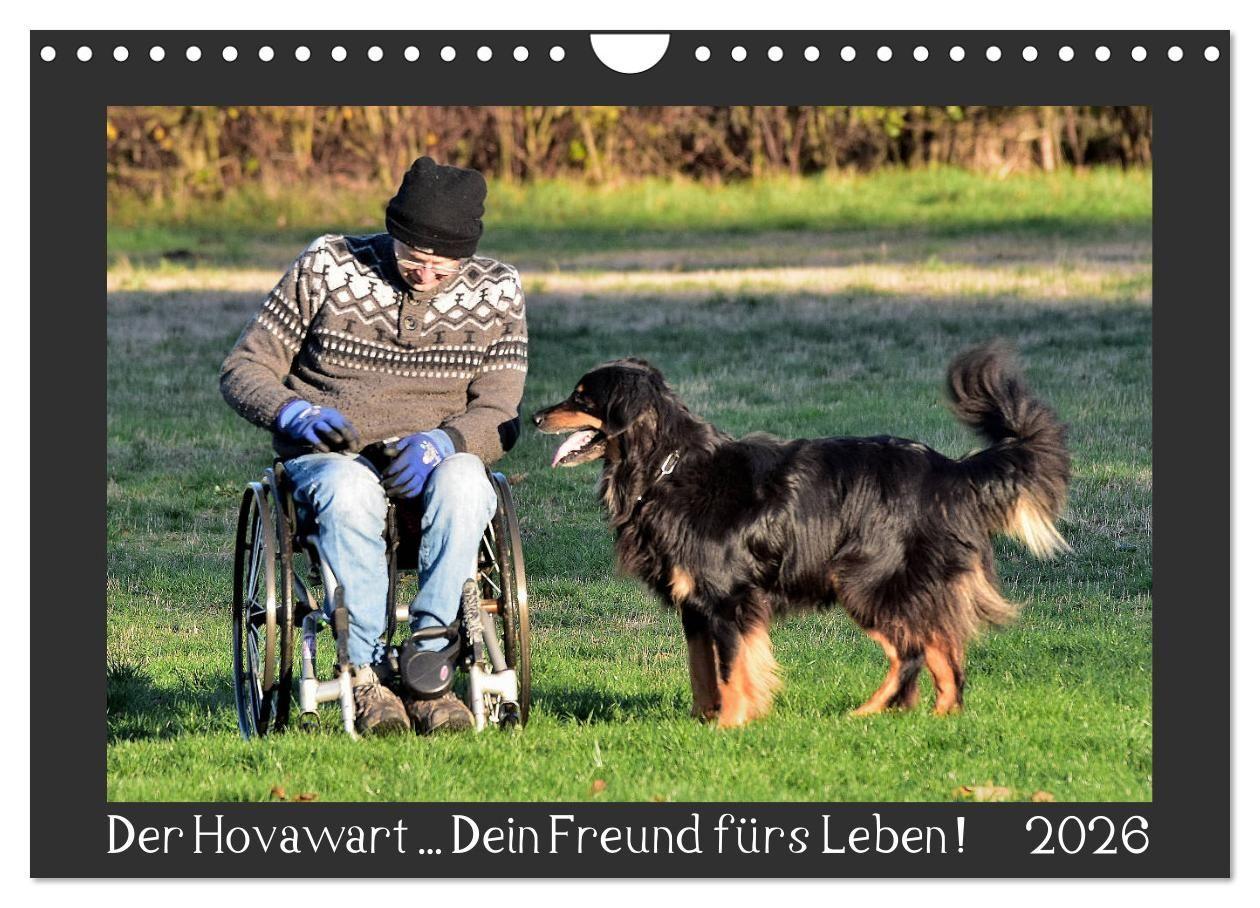 Vorderes Coverbild Der Hovawart... Dein Freund fürs Leben ! (Wandkalender 2026 DIN A4 quer), CALVENDO Monatskalender