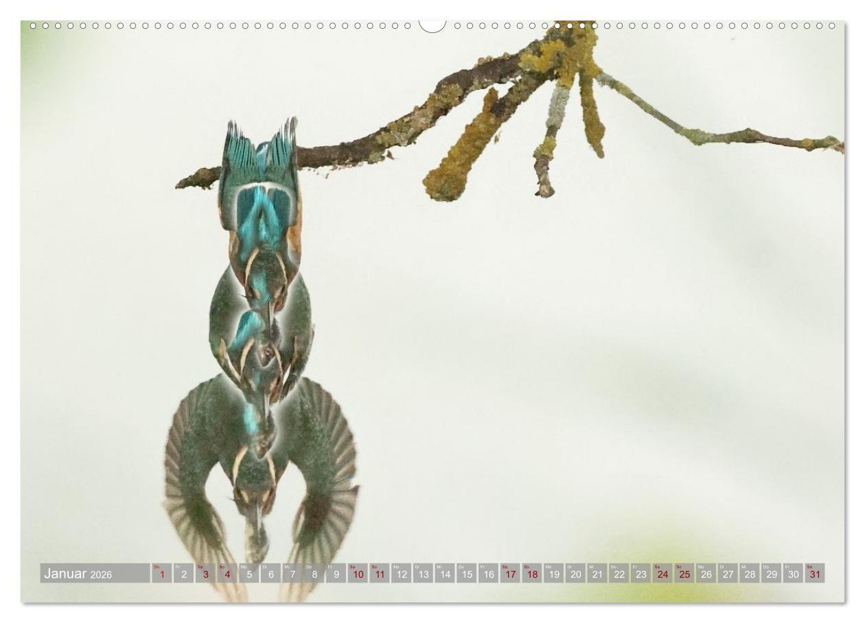 Beispielinhalt (Bild) Vögel im Fluge (Wandkalender 2026 DIN A2 quer), CALVENDO Monatskalender