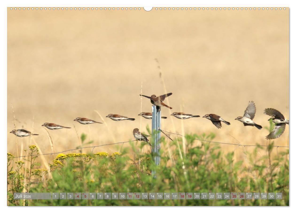 Beispielinhalt (Bild) Vögel im Fluge (Wandkalender 2026 DIN A2 quer), CALVENDO Monatskalender