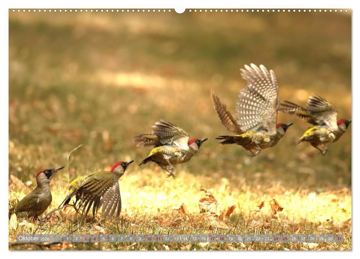 Beispielinhalt (Bild) Vögel im Fluge (hochwertiger Premium Wandkalender 2026 DIN A2 quer), Kunstdruck in Hochglanz