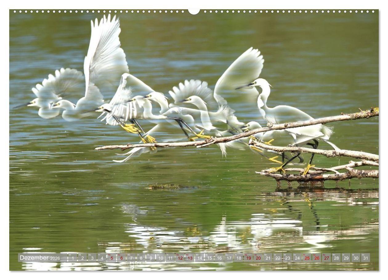 Beispielinhalt (Bild) Vögel im Fluge (hochwertiger Premium Wandkalender 2026 DIN A2 quer), Kunstdruck in Hochglanz