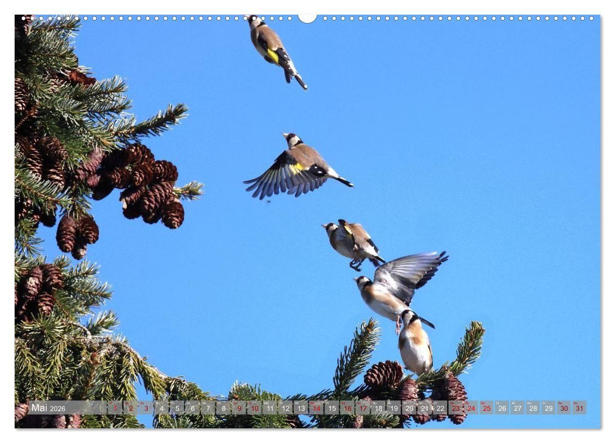 Beispielinhalt (Bild) Vögel im Fluge (hochwertiger Premium Wandkalender 2026 DIN A2 quer), Kunstdruck in Hochglanz