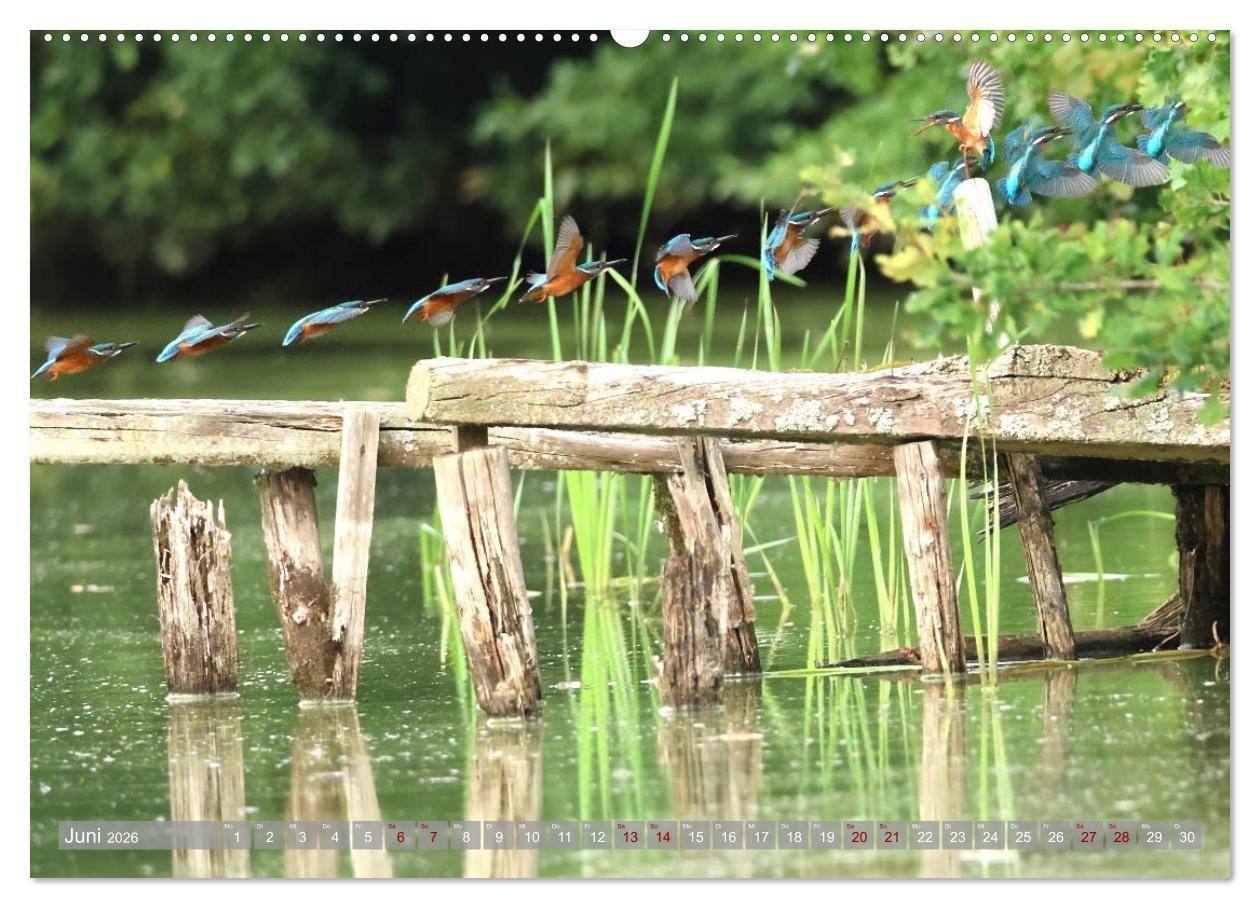 Beispielinhalt (Bild) Vögel im Fluge (hochwertiger Premium Wandkalender 2026 DIN A2 quer), Kunstdruck in Hochglanz