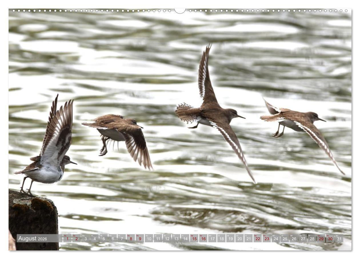 Beispielinhalt (Bild) Vögel im Fluge (hochwertiger Premium Wandkalender 2026 DIN A2 quer), Kunstdruck in Hochglanz