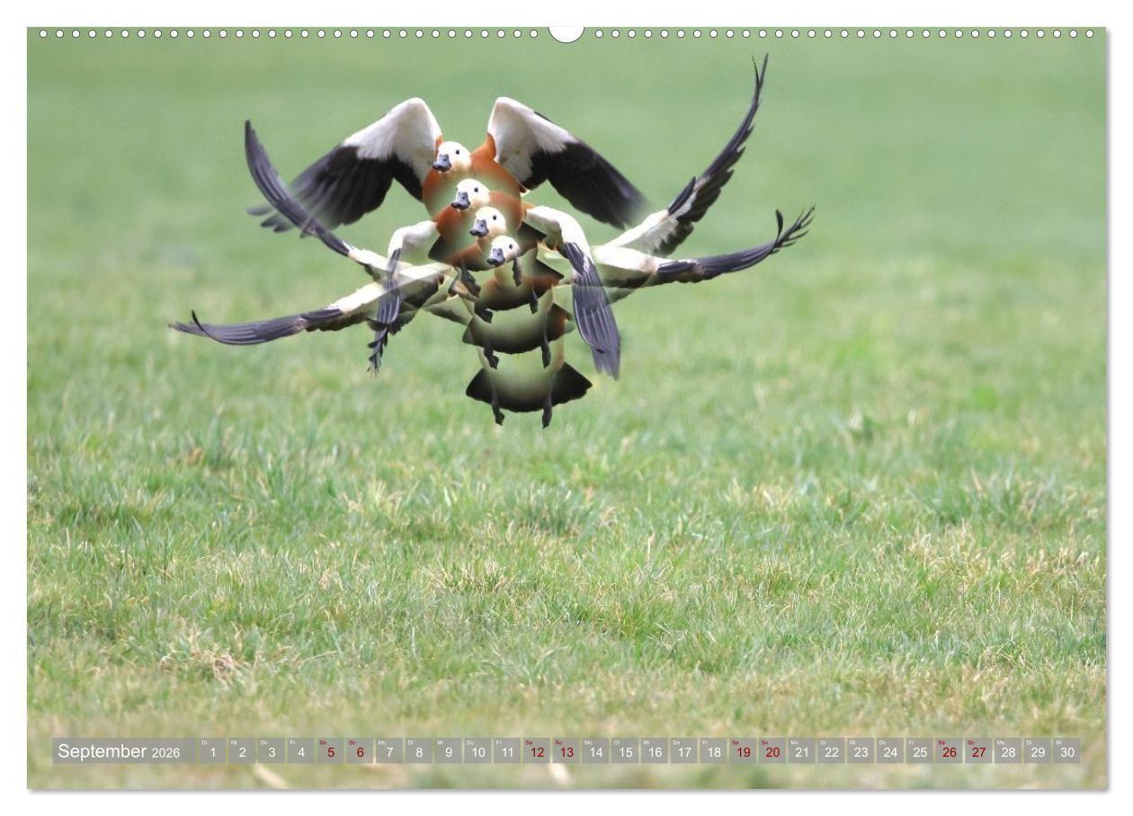 Beispielinhalt (Bild) Vögel im Fluge (hochwertiger Premium Wandkalender 2026 DIN A2 quer), Kunstdruck in Hochglanz