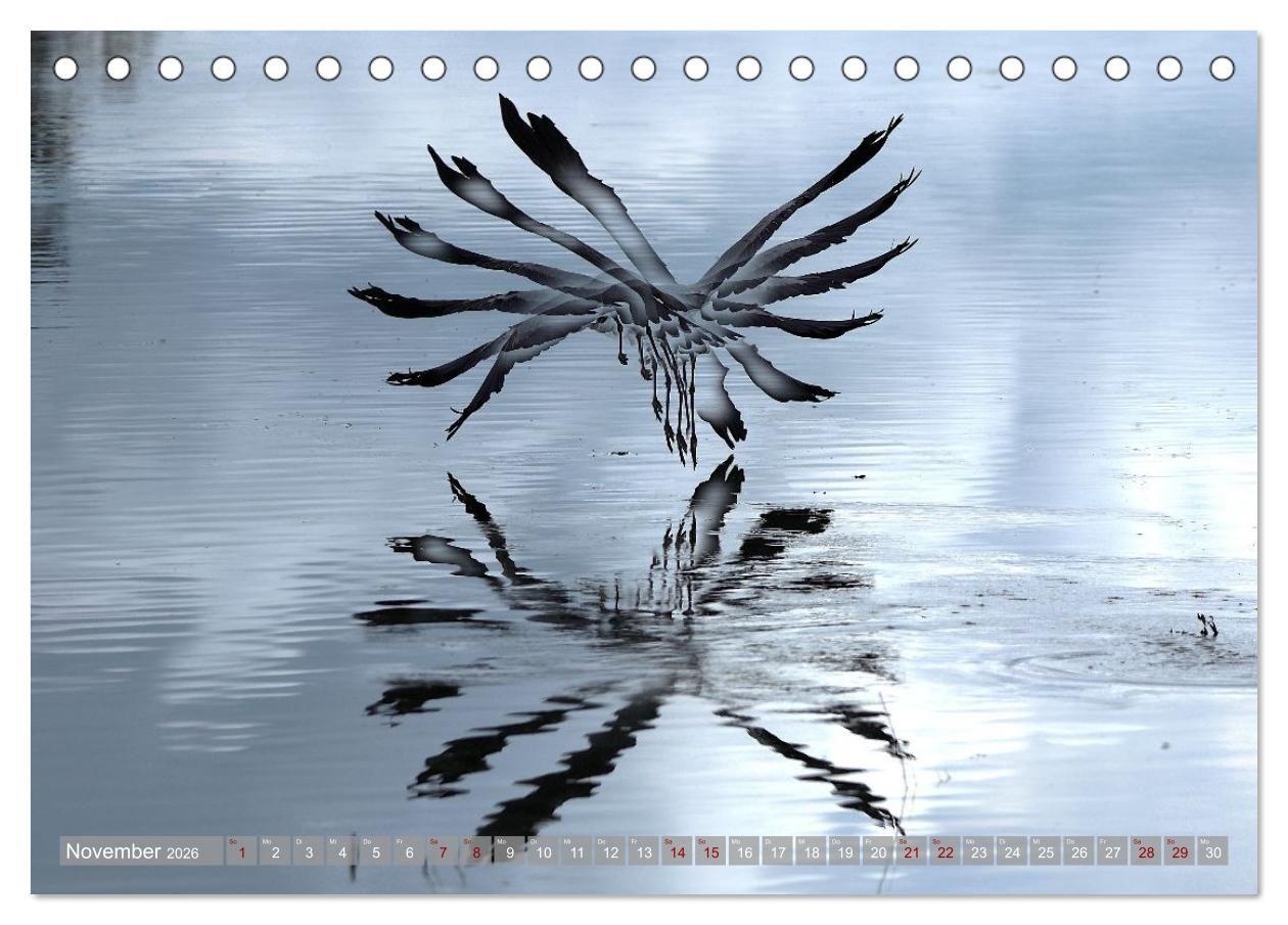 Beispielinhalt (Bild) Vögel im Fluge (Tischkalender 2026 DIN A5 quer), CALVENDO Monatskalender
