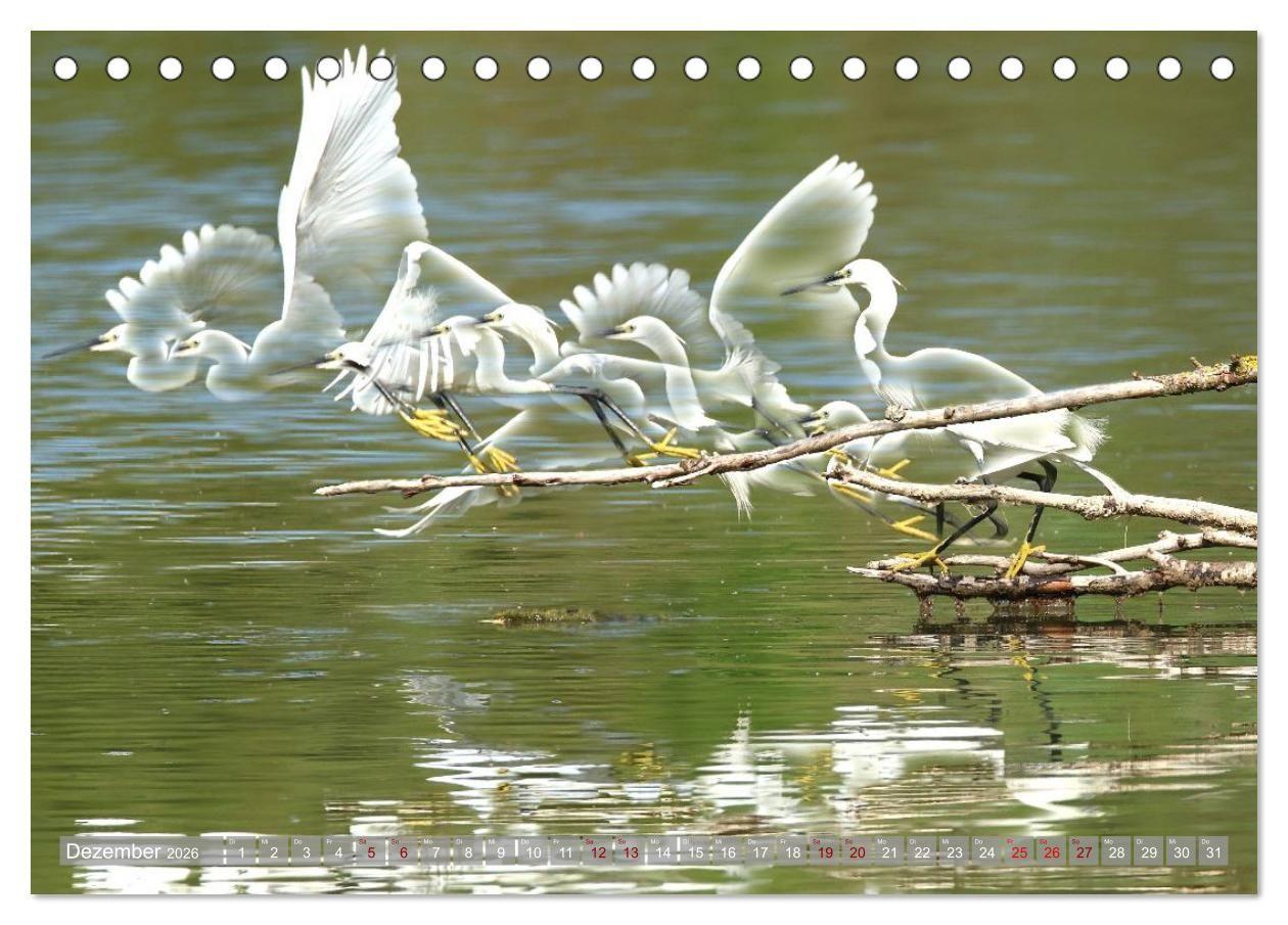 Beispielinhalt (Bild) Vögel im Fluge (Tischkalender 2026 DIN A5 quer), CALVENDO Monatskalender