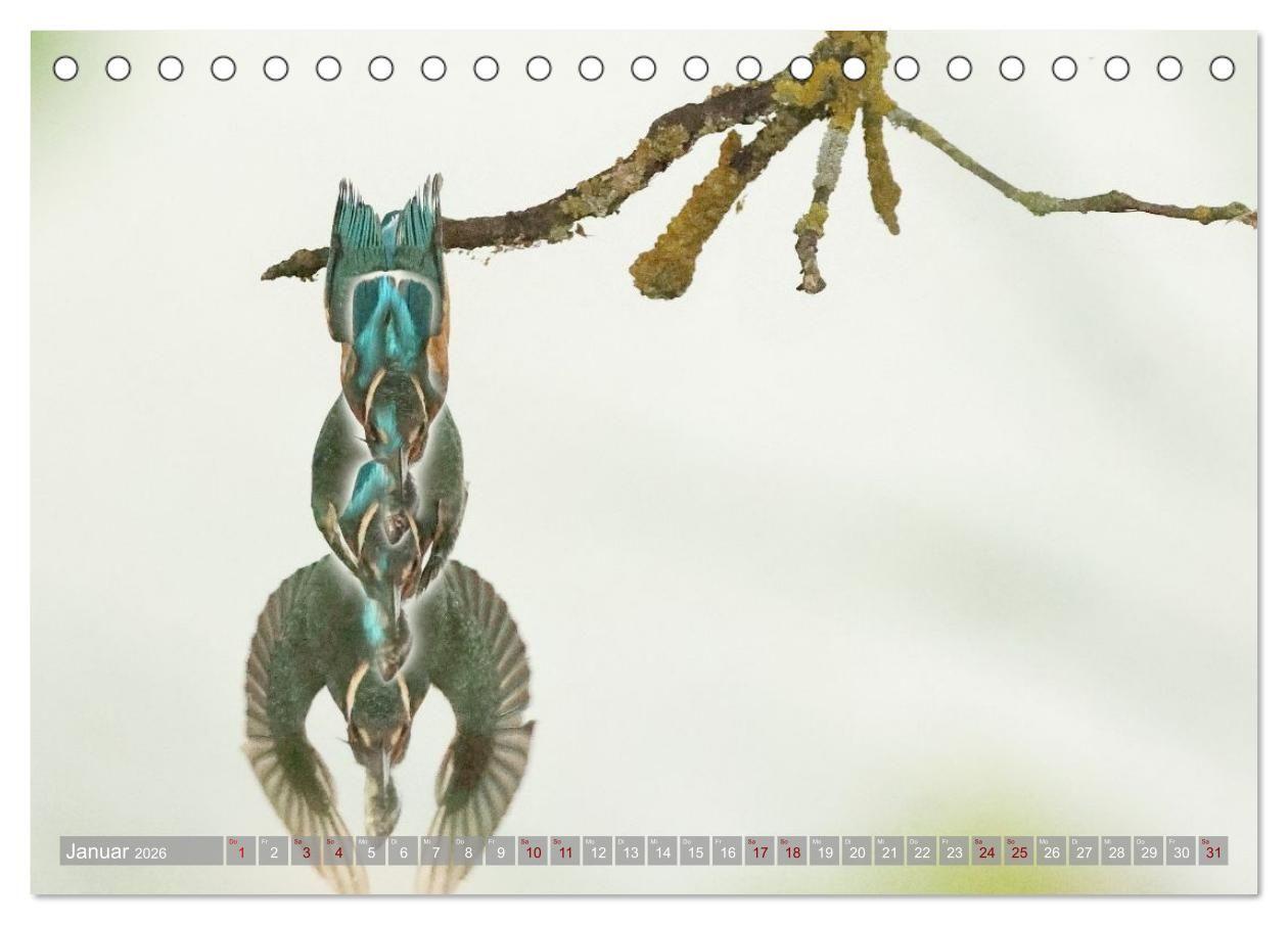Beispielinhalt (Bild) Vögel im Fluge (Tischkalender 2026 DIN A5 quer), CALVENDO Monatskalender