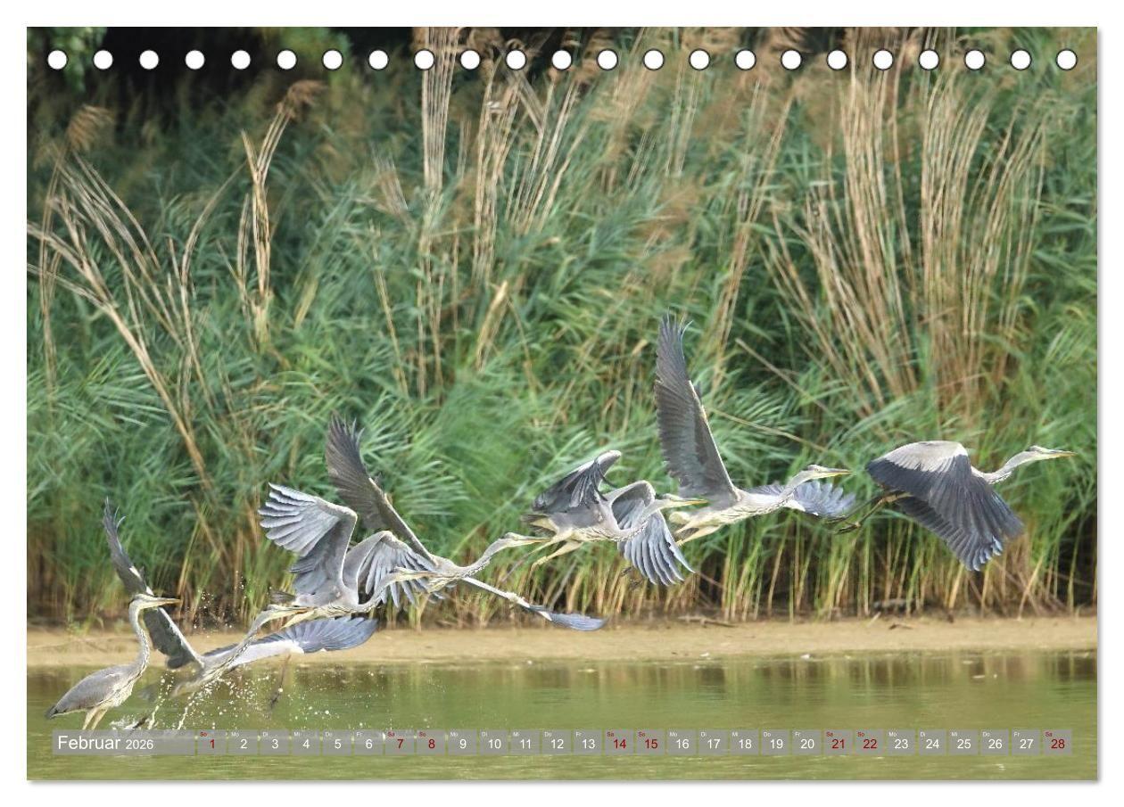 Beispielinhalt (Bild) Vögel im Fluge (Tischkalender 2026 DIN A5 quer), CALVENDO Monatskalender