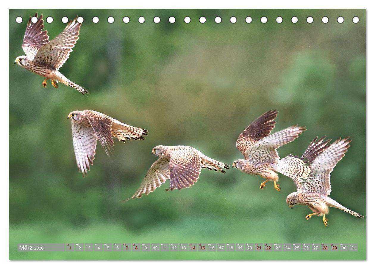 Beispielinhalt (Bild) Vögel im Fluge (Tischkalender 2026 DIN A5 quer), CALVENDO Monatskalender