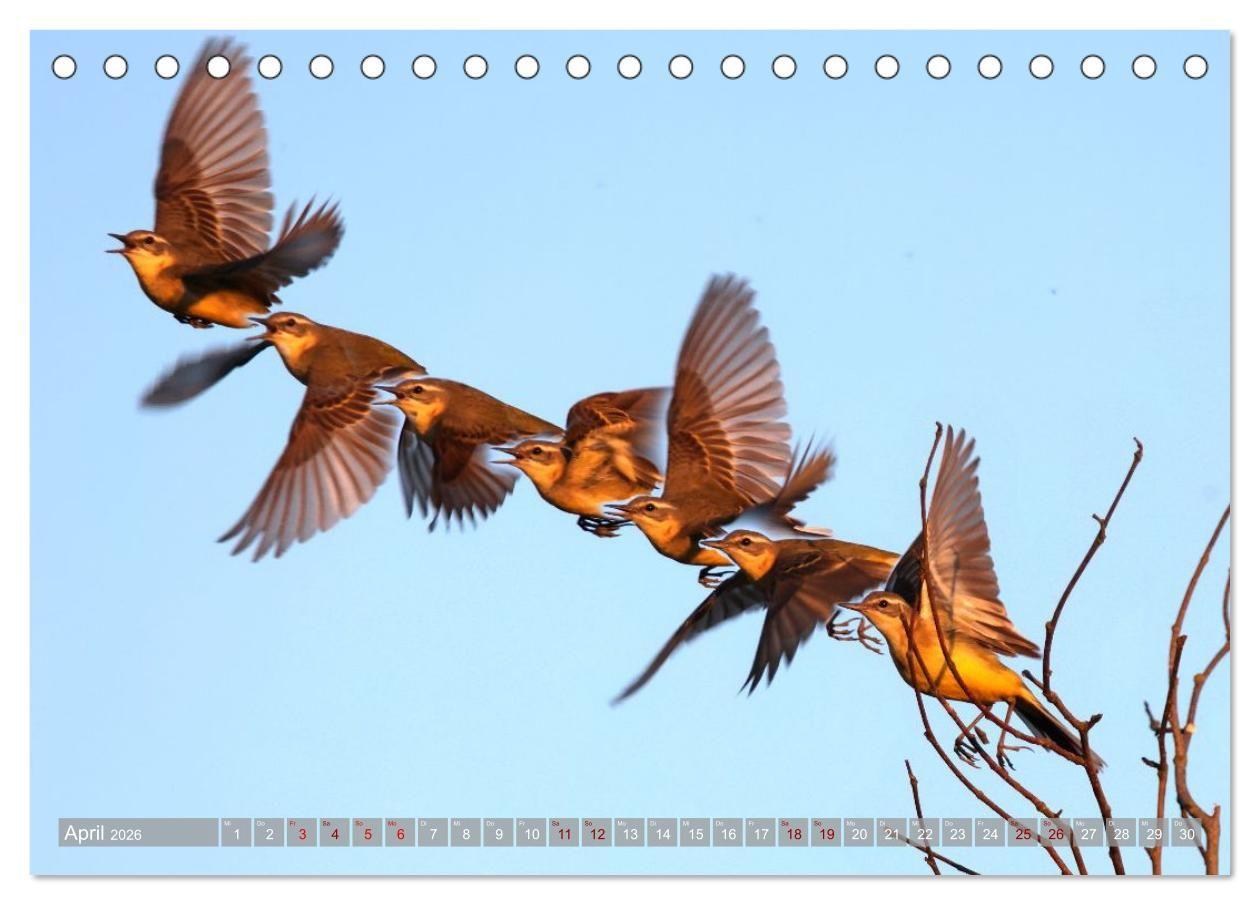 Beispielinhalt (Bild) Vögel im Fluge (Tischkalender 2026 DIN A5 quer), CALVENDO Monatskalender