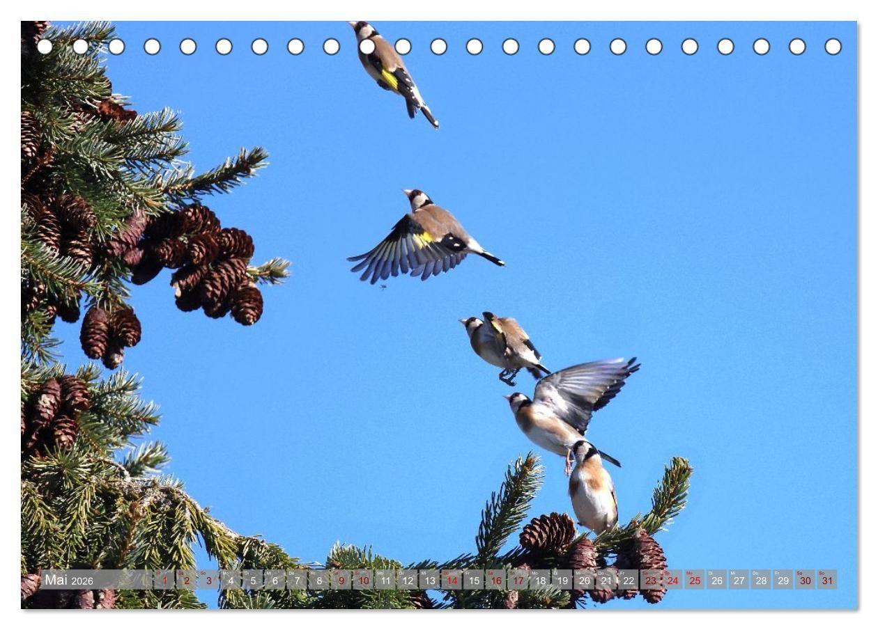 Beispielinhalt (Bild) Vögel im Fluge (Tischkalender 2026 DIN A5 quer), CALVENDO Monatskalender