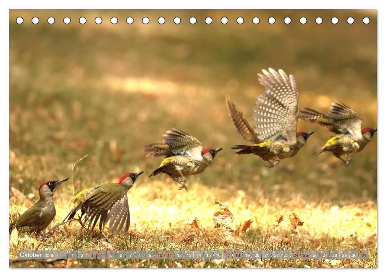 Beispielinhalt (Bild) Vögel im Fluge (Tischkalender 2026 DIN A5 quer), CALVENDO Monatskalender