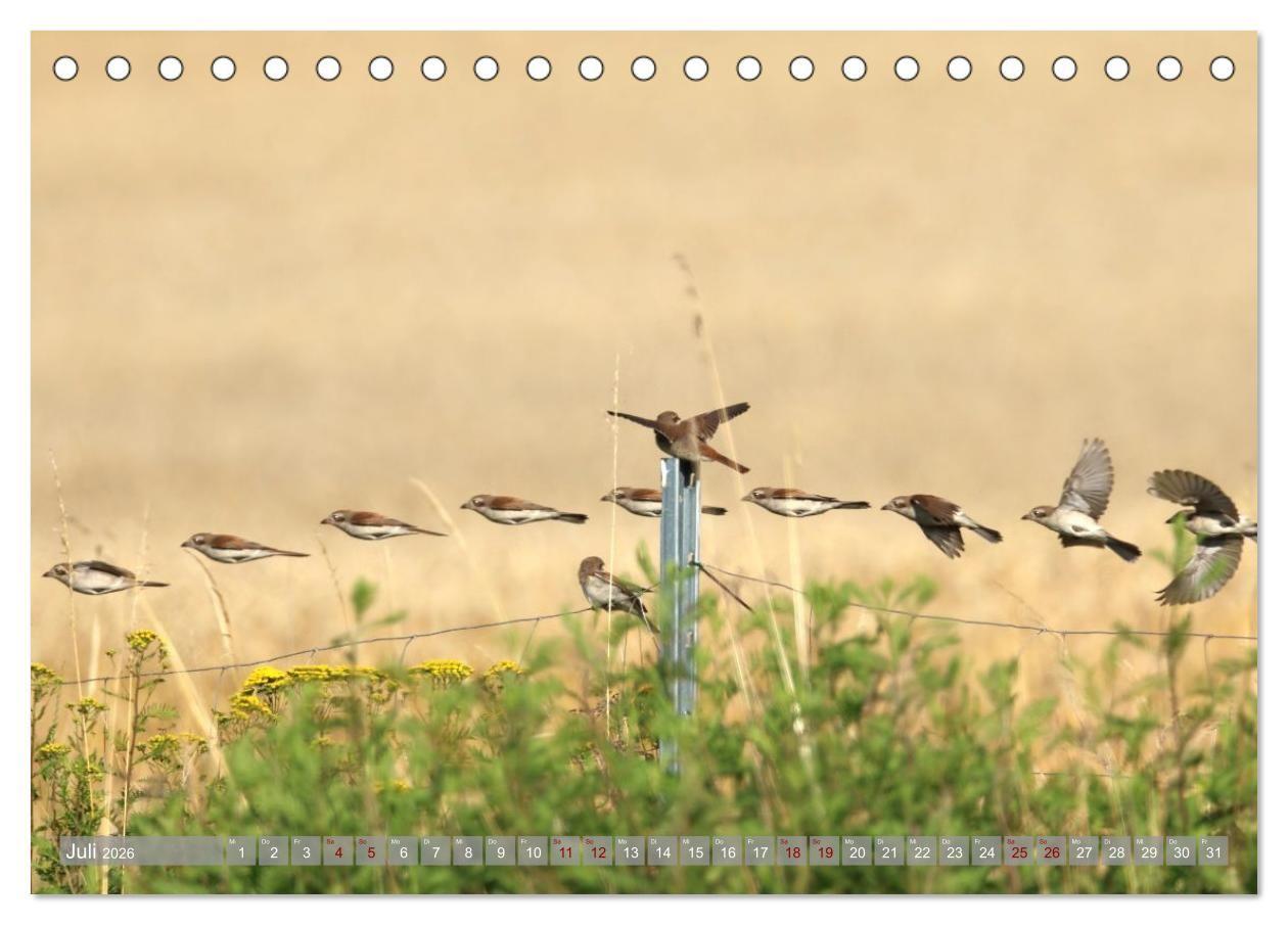 Beispielinhalt (Bild) Vögel im Fluge (Tischkalender 2026 DIN A5 quer), CALVENDO Monatskalender