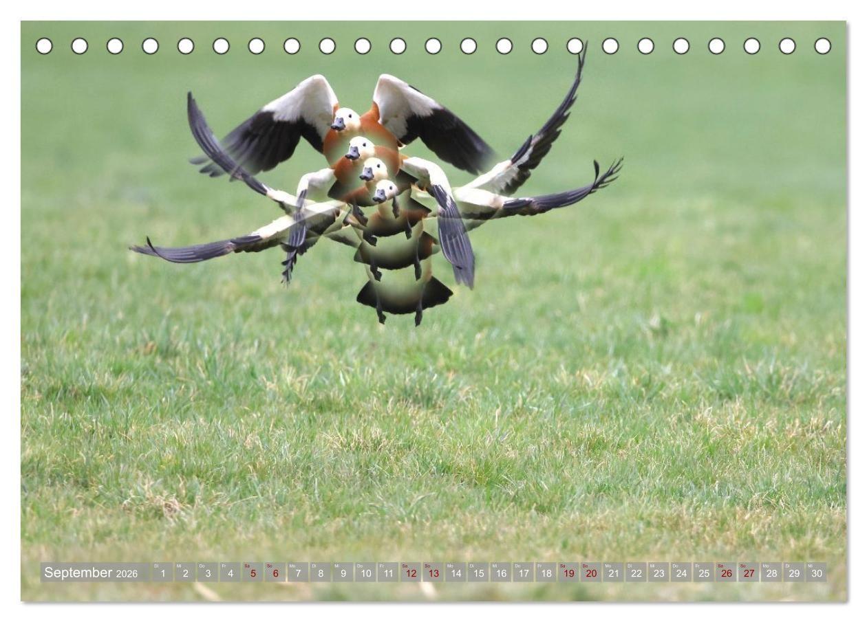 Beispielinhalt (Bild) Vögel im Fluge (Tischkalender 2026 DIN A5 quer), CALVENDO Monatskalender