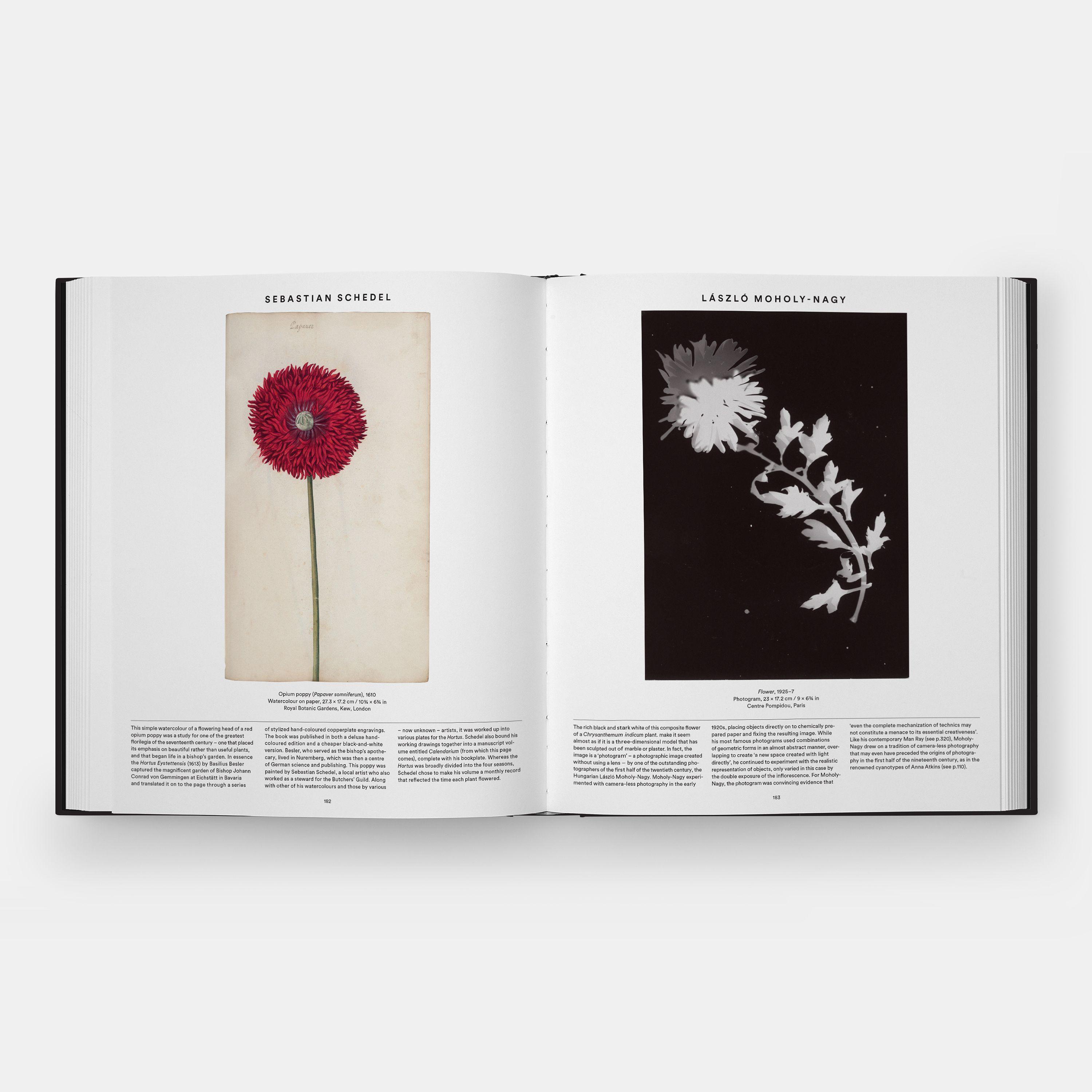 Beispielinhalt (Bild) Plant