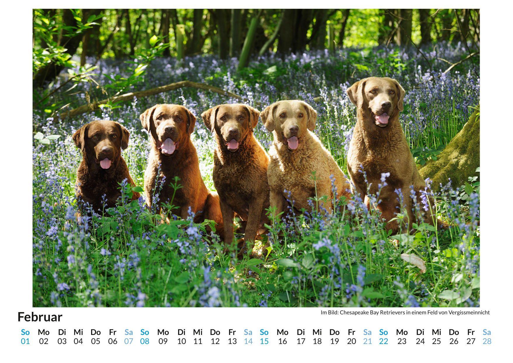 Beispielinhalt (Bild) Chesapeake Bay Retriever