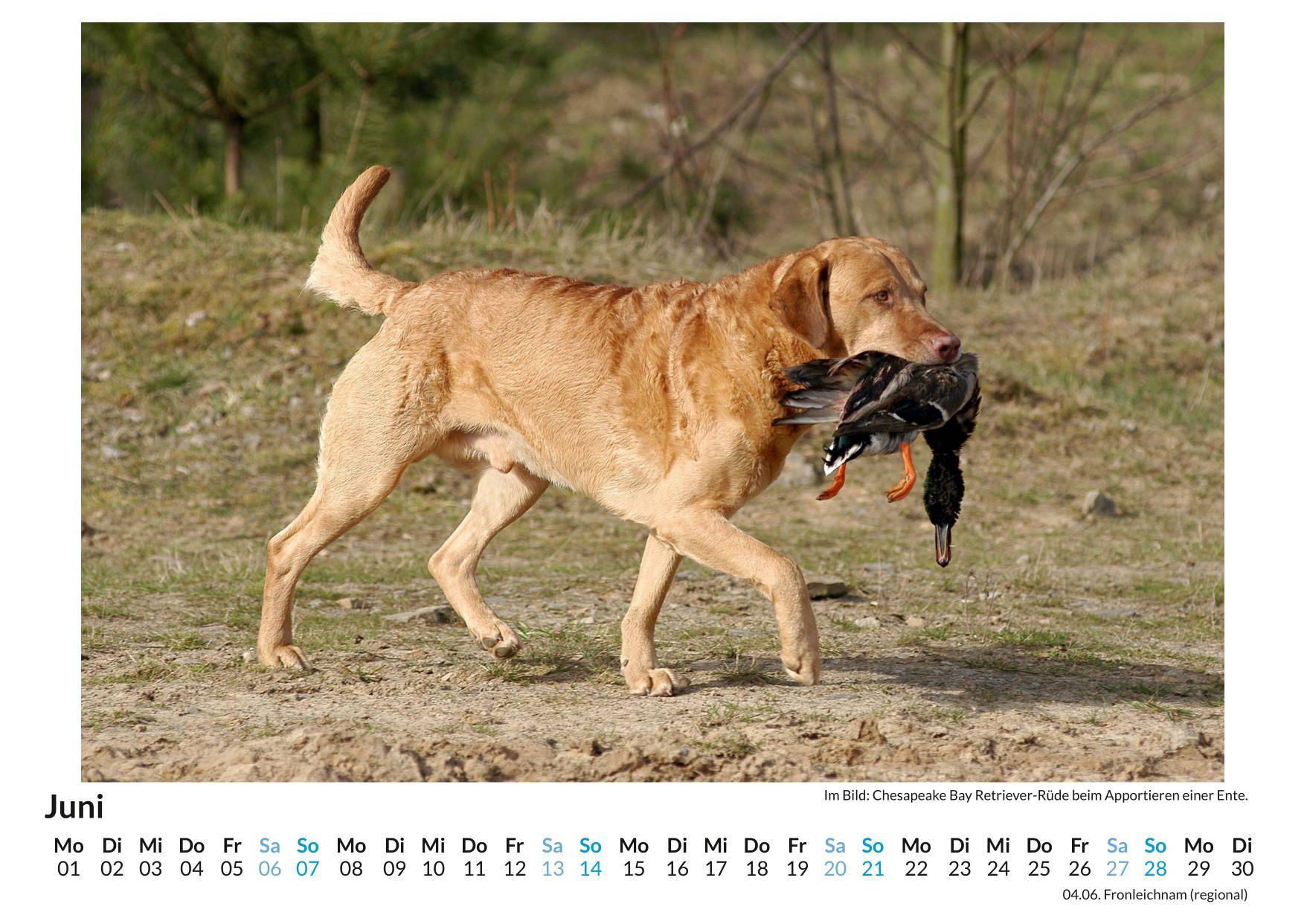 Beispielinhalt (Bild) Chesapeake Bay Retriever