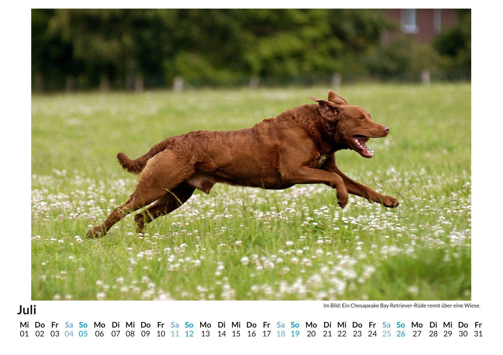 Beispielinhalt (Bild) Chesapeake Bay Retriever