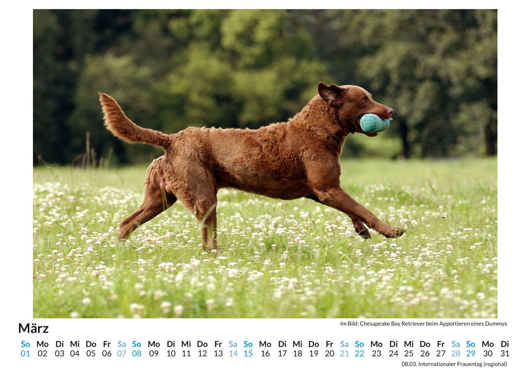Beispielinhalt (Bild) Chesapeake Bay Retriever