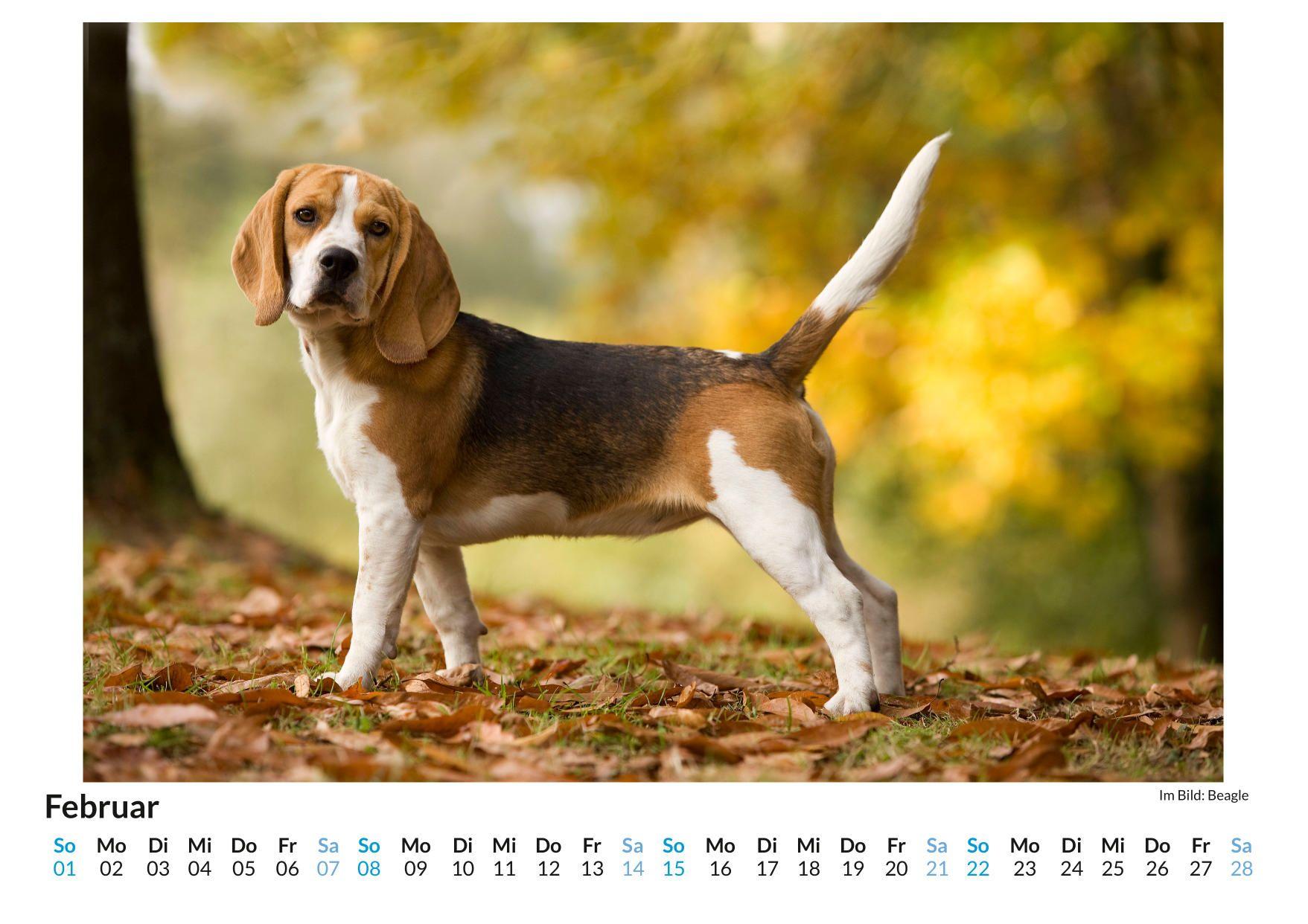 Beispielinhalt (Bild) Beagle