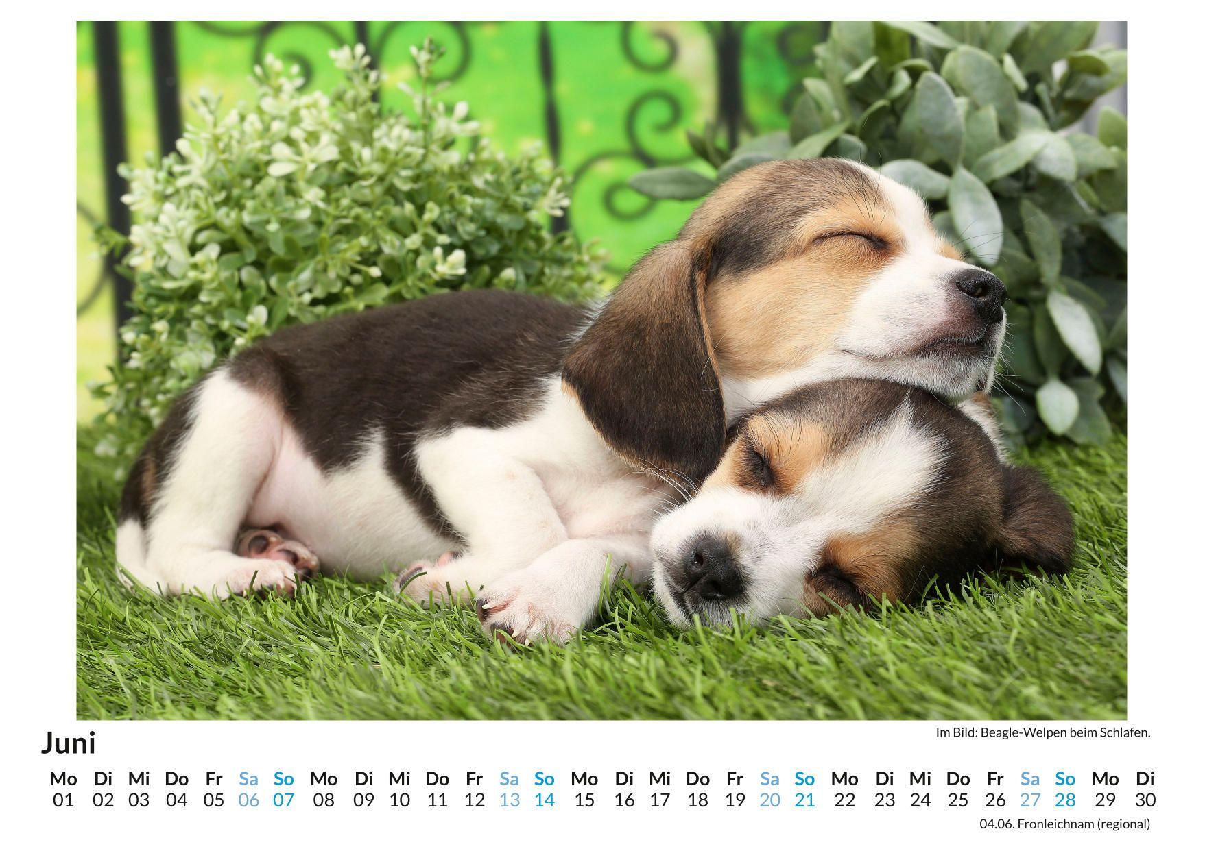 Beispielinhalt (Bild) Beagle