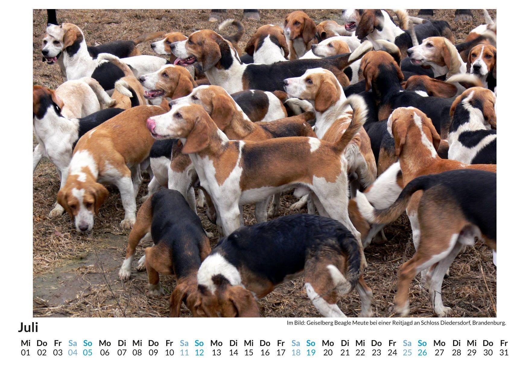 Beispielinhalt (Bild) Beagle