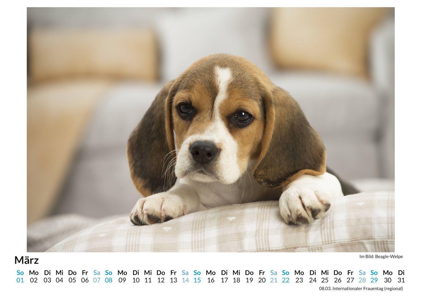 Beispielinhalt (Bild) Beagle