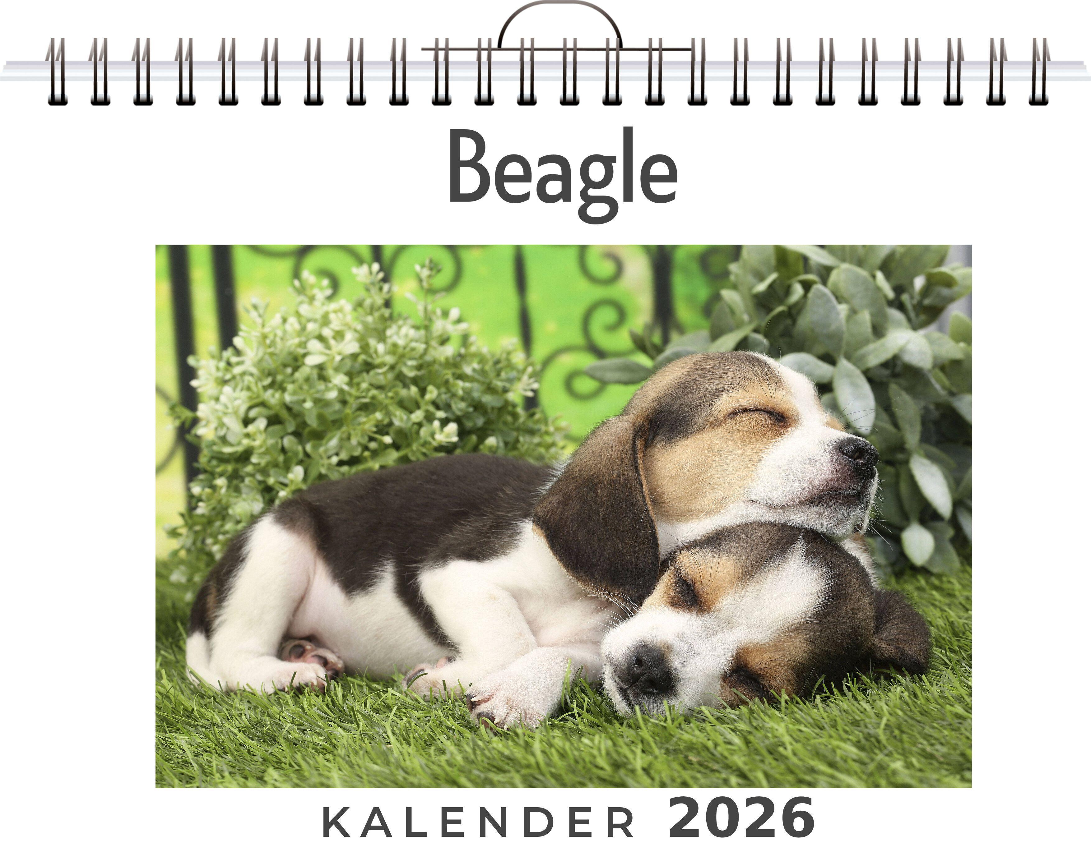 Vorderes Coverbild Beagle