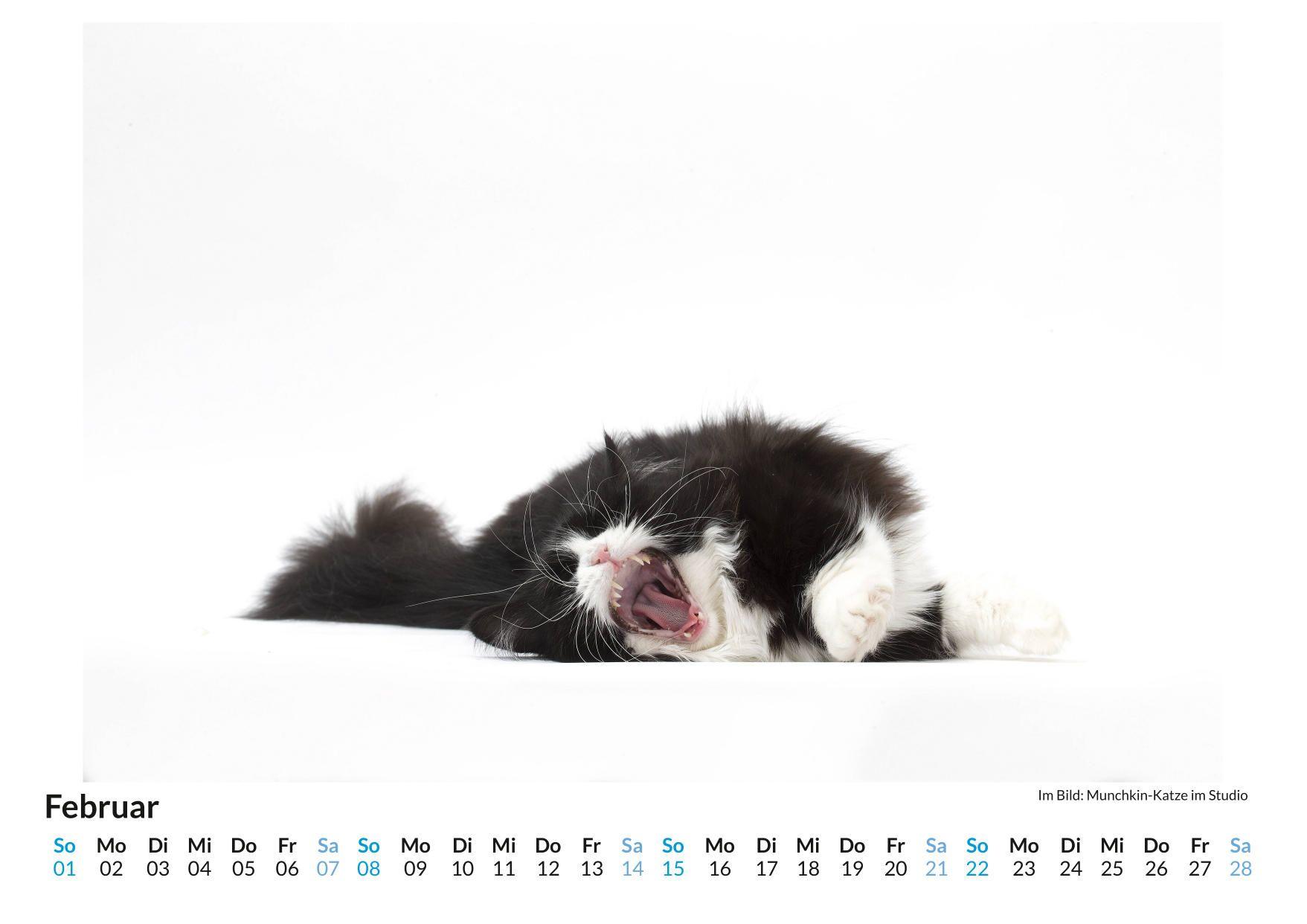 Beispielinhalt (Bild) Munchkin-Katze