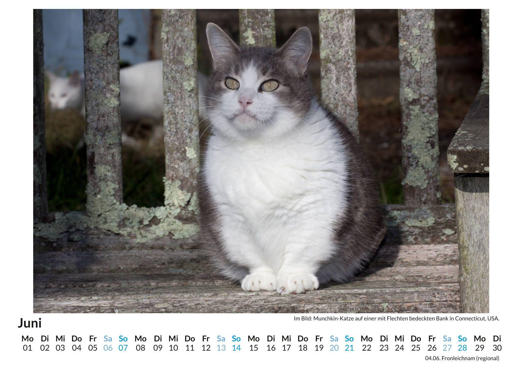 Beispielinhalt (Bild) Munchkin-Katze