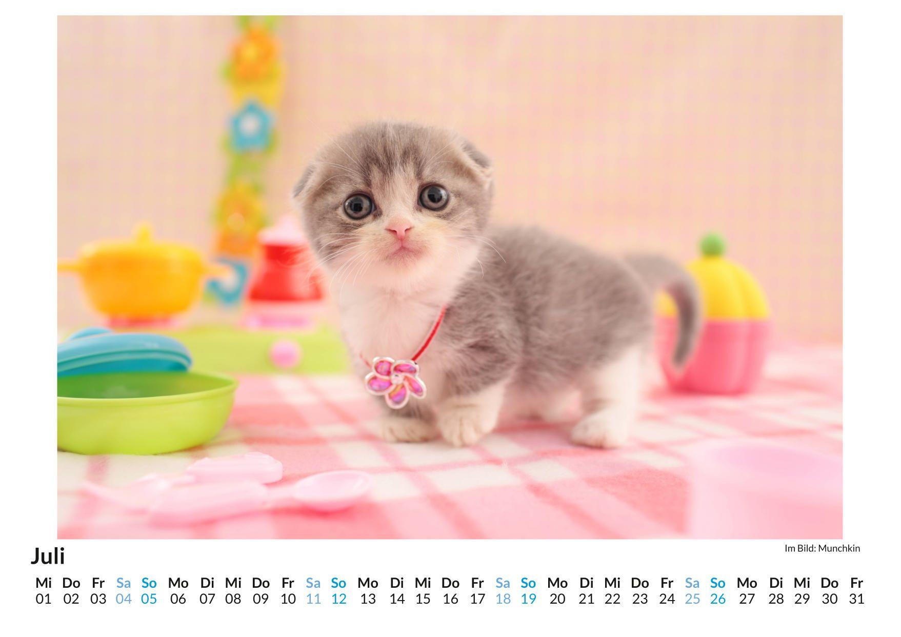 Beispielinhalt (Bild) Munchkin-Katze