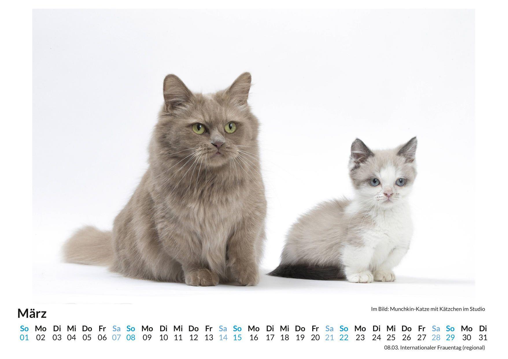 Beispielinhalt (Bild) Munchkin-Katze