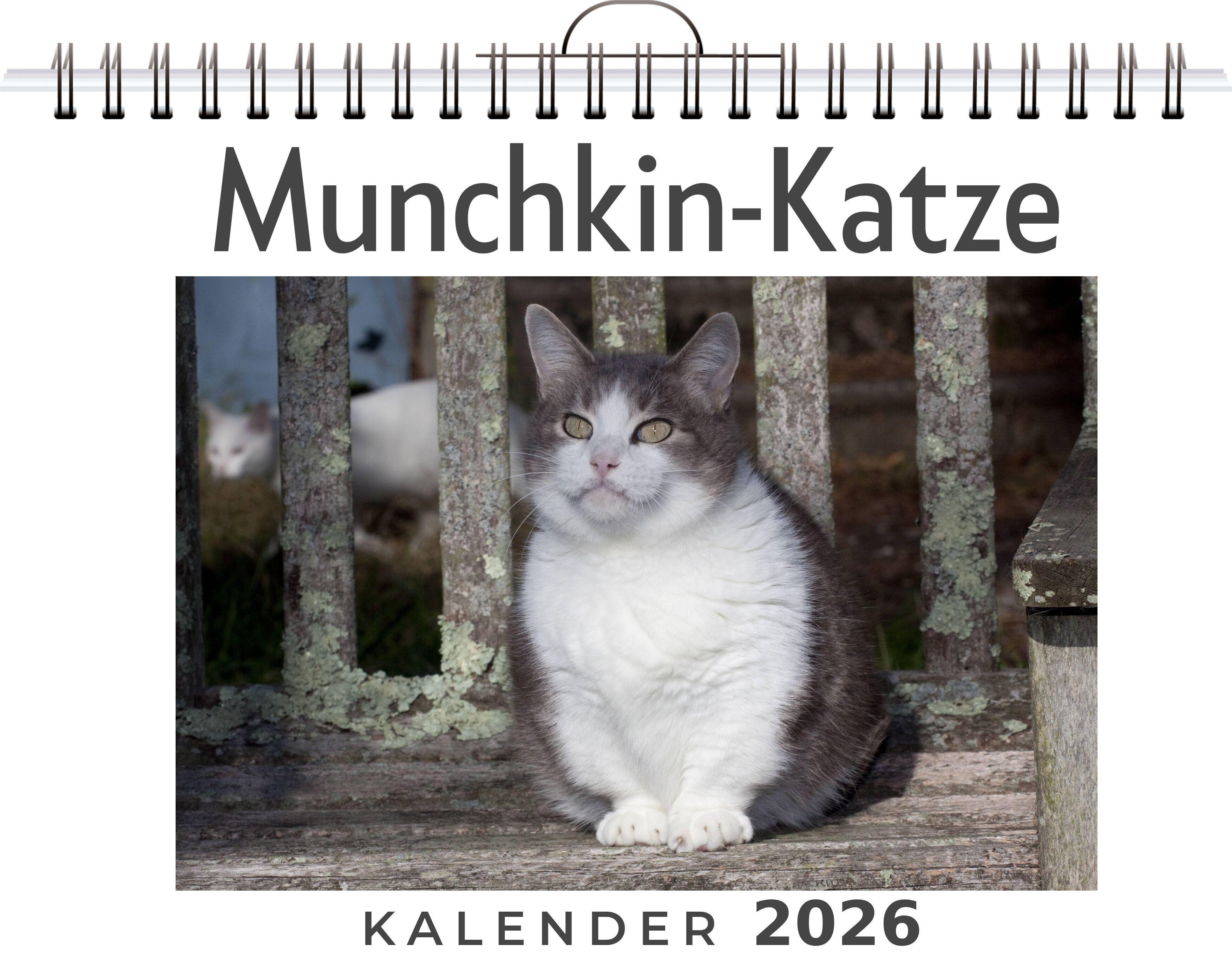 Vorderes Coverbild Munchkin-Katze