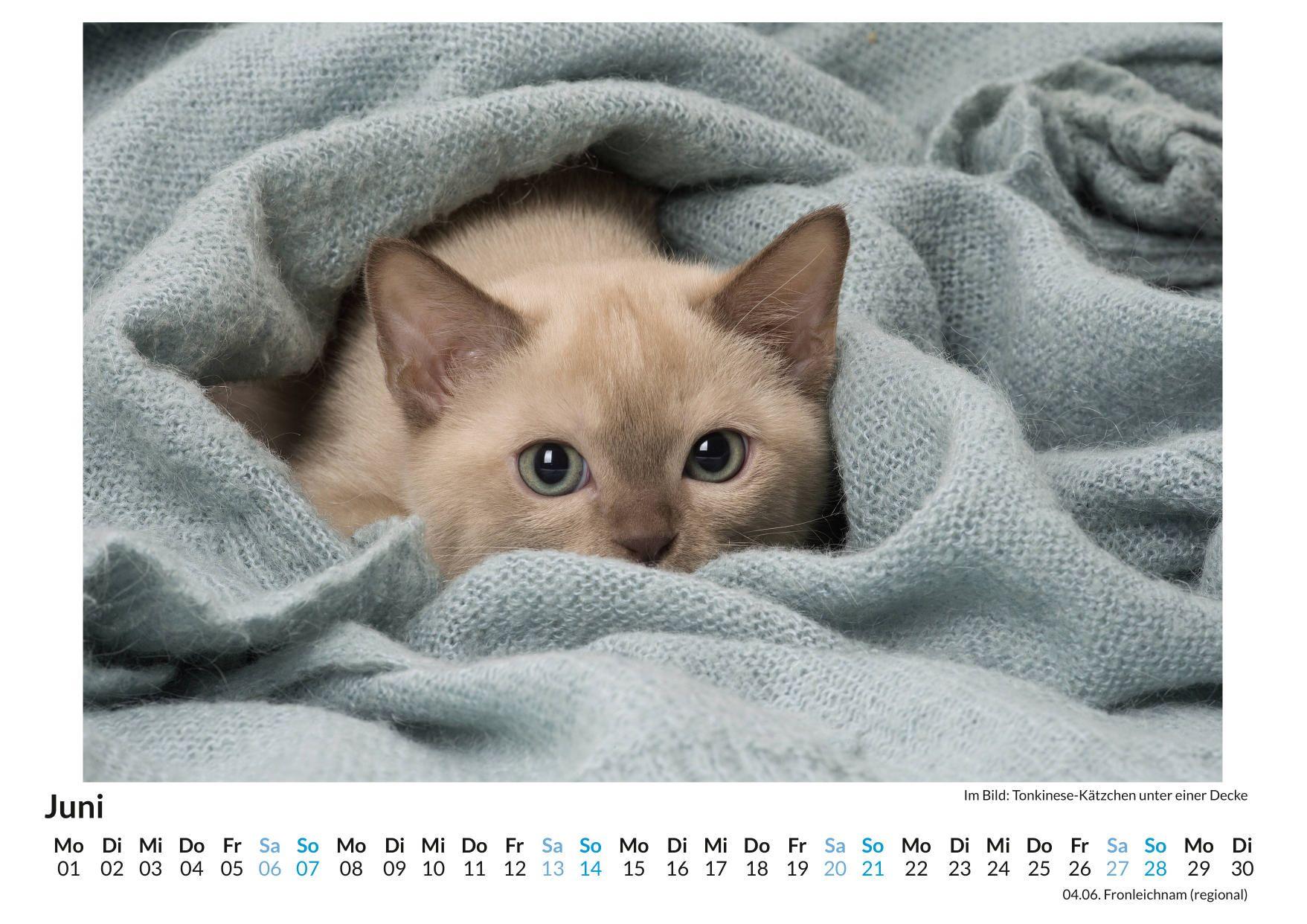 Beispielinhalt (Bild) Burma-Katze