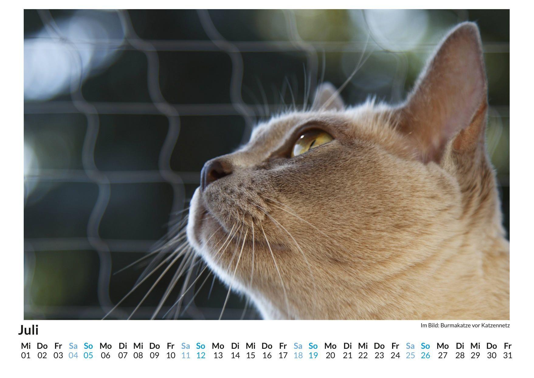 Beispielinhalt (Bild) Burma-Katze