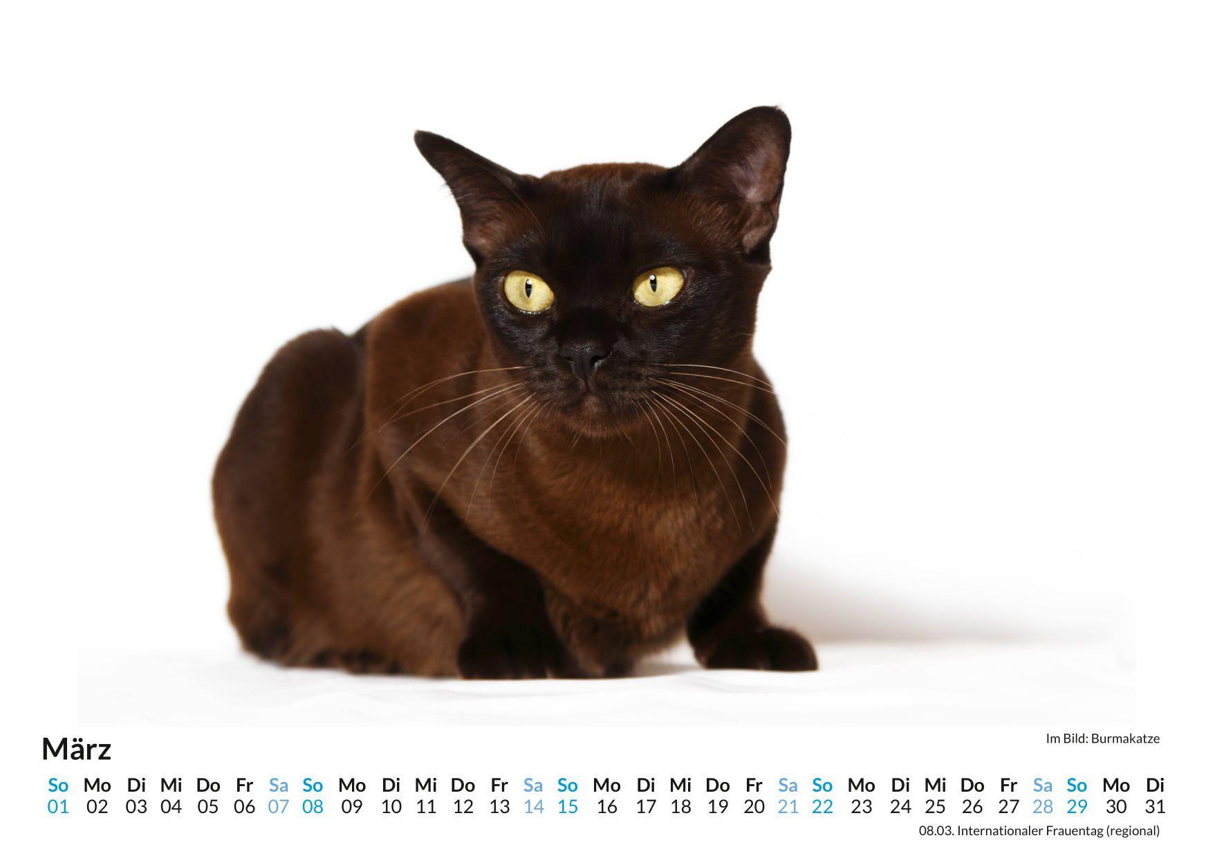 Beispielinhalt (Bild) Burma-Katze