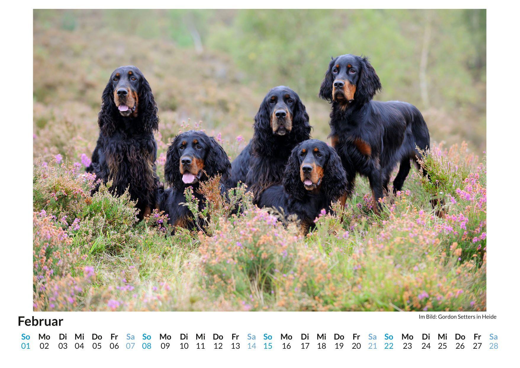 Beispielinhalt (Bild) Gordon Setter