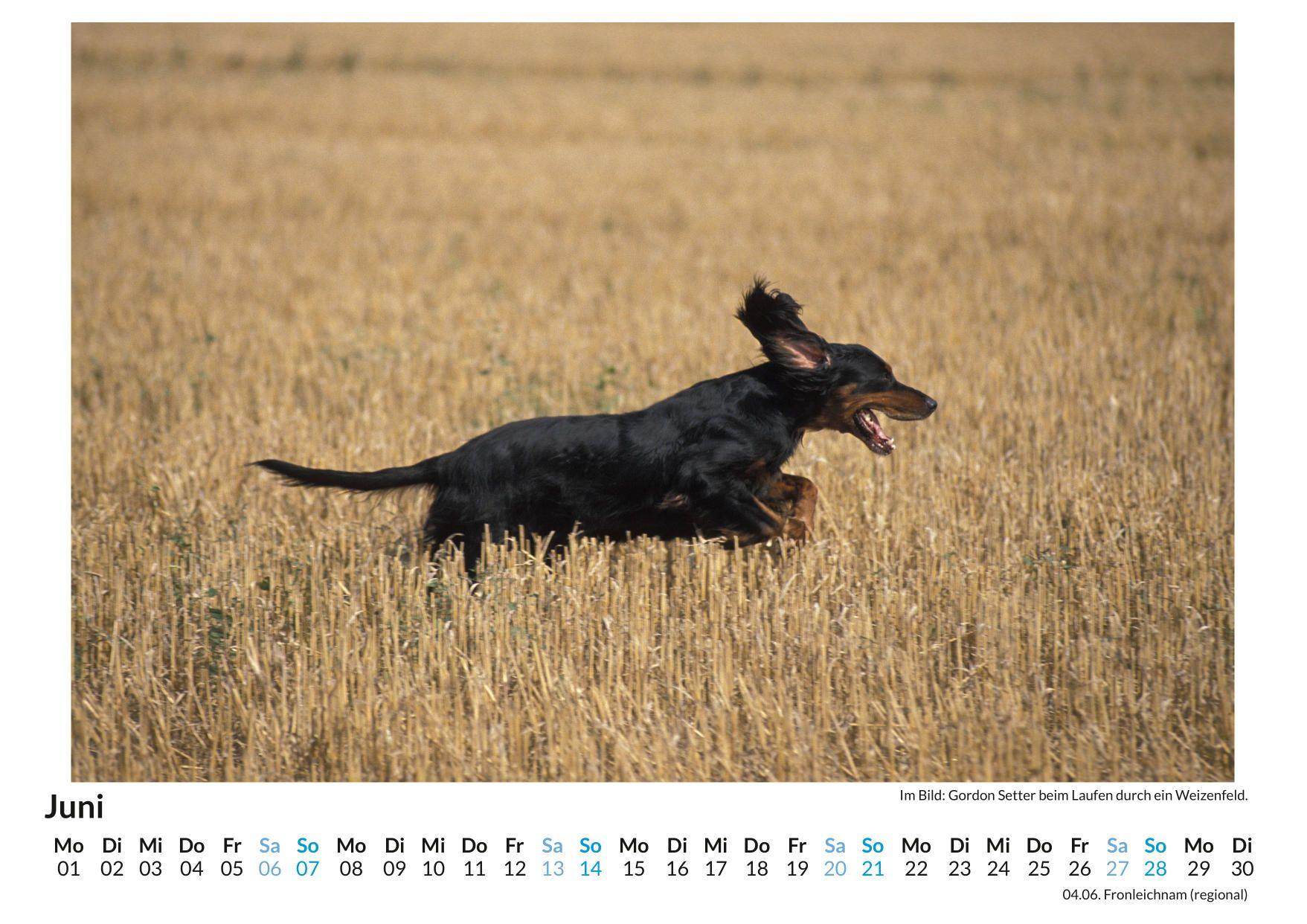 Beispielinhalt (Bild) Gordon Setter