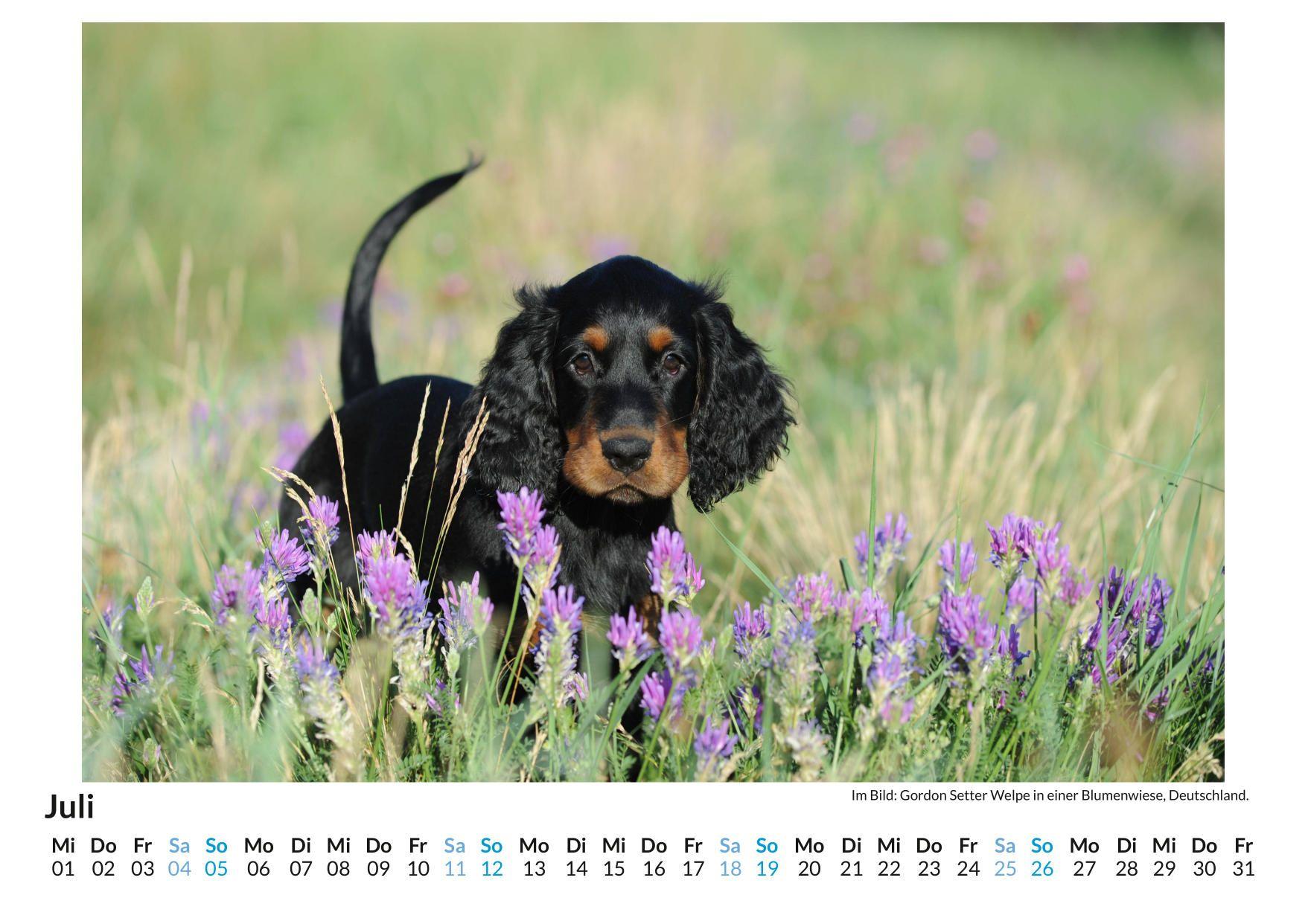 Beispielinhalt (Bild) Gordon Setter