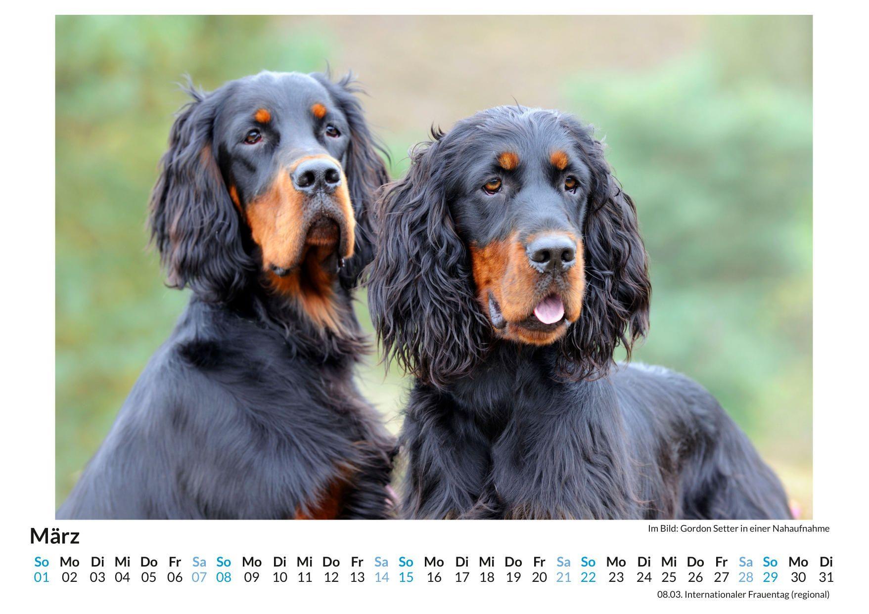 Beispielinhalt (Bild) Gordon Setter