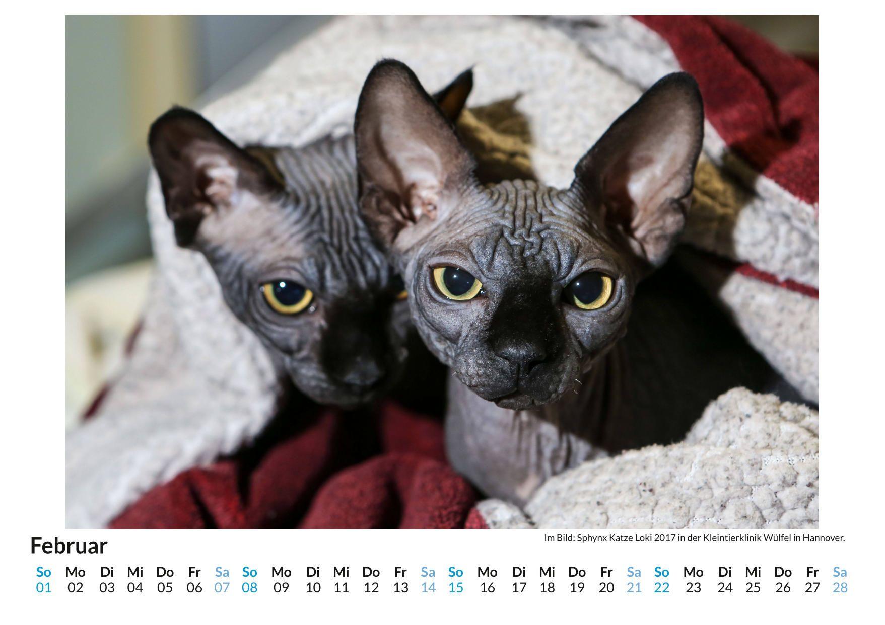 Beispielinhalt (Bild) Sphynx-Katze